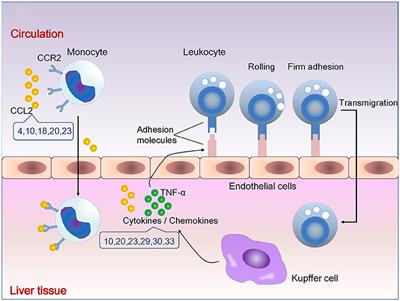 The Pharmacological Targets and Clinical Evidence of Natural Products With Anti-hepatic Inflammatory Properties